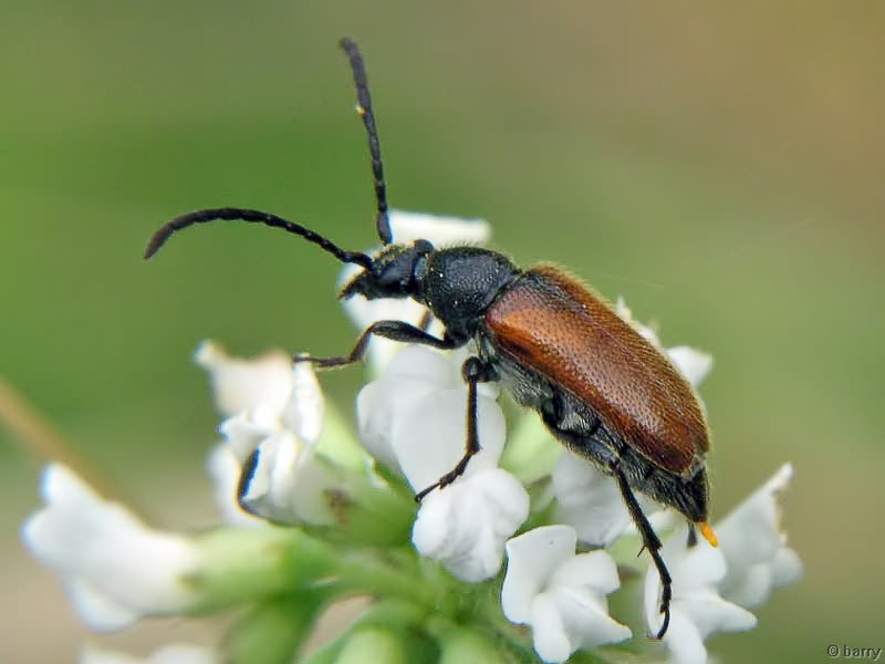 Pseudovadonia livida (Fabricius, 1776)